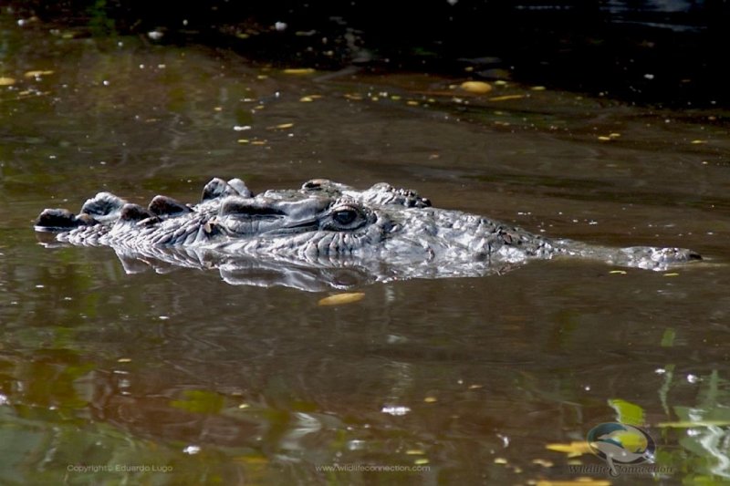 Crocodylus-acutus