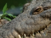 Crocodylus-acutus