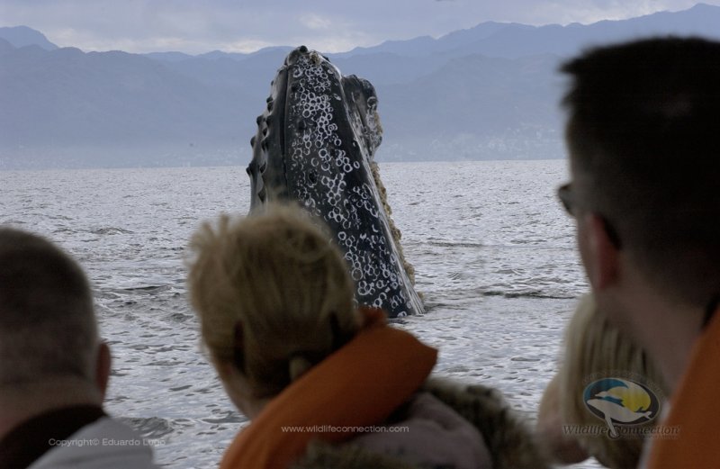 Whale Whatching tour