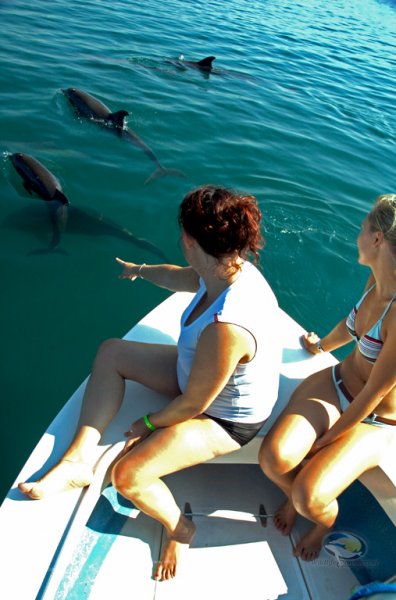 tour con delfines