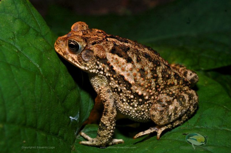 Bufo mazatlanensis