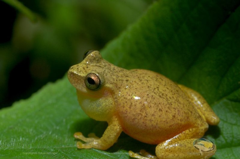 Hyla smaragdina