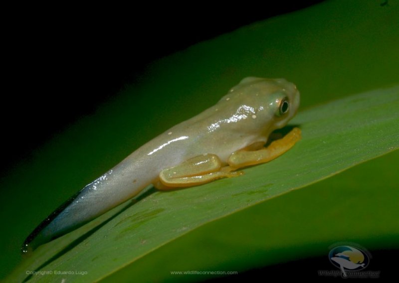 Pachymedusa dacnicolor