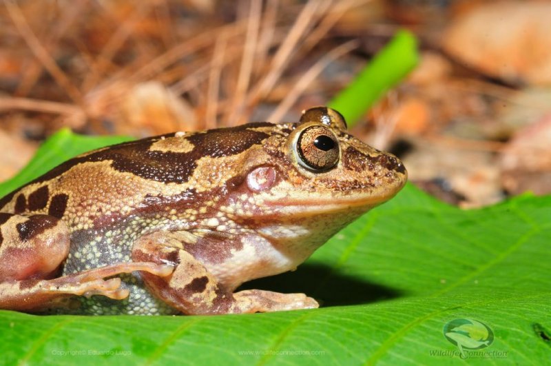 Pternohyla fodiens