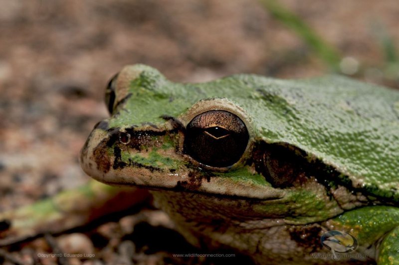 Smilisca baudinii