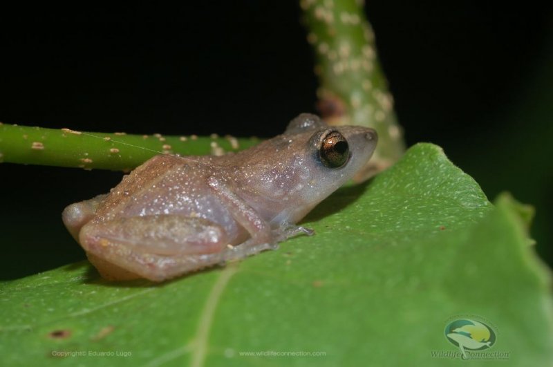 Syrrhophus pallidus