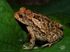 Bufo mazatlanensis