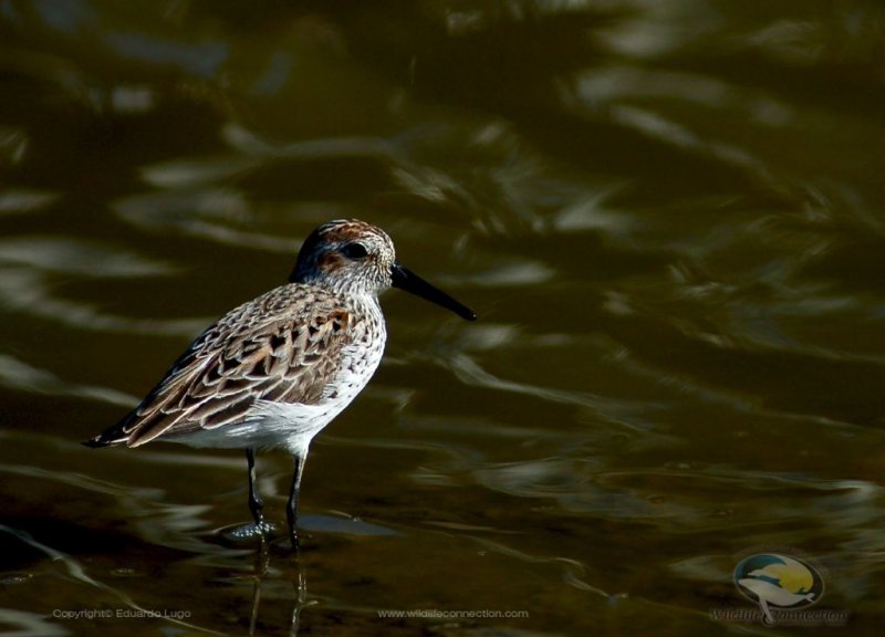 Calidris mauri