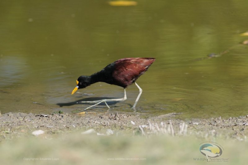 Jacana spinosa