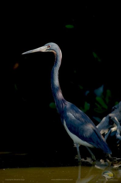 Egretta tricolor