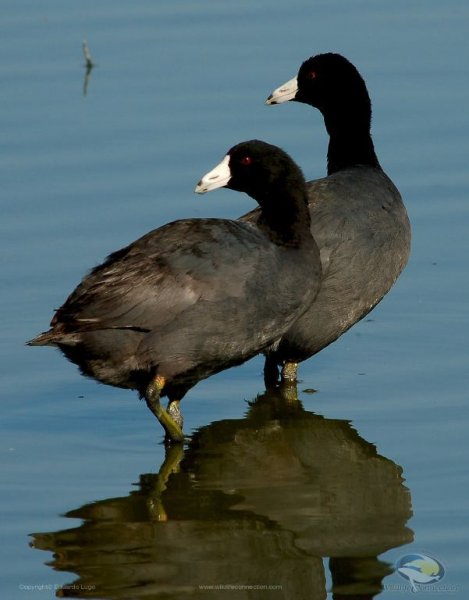 Fulica americana