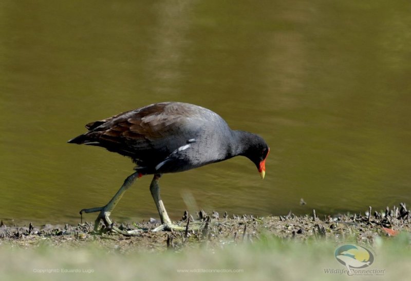 Gallinula chloropus