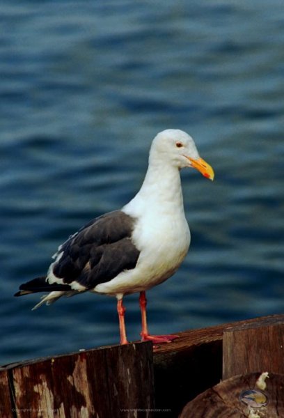 Larus occidentalis