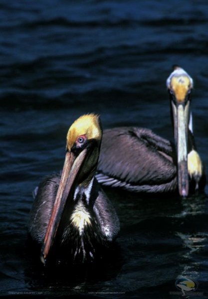 Pelecanus occidentalis