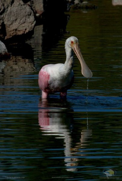 Platalea ajaja