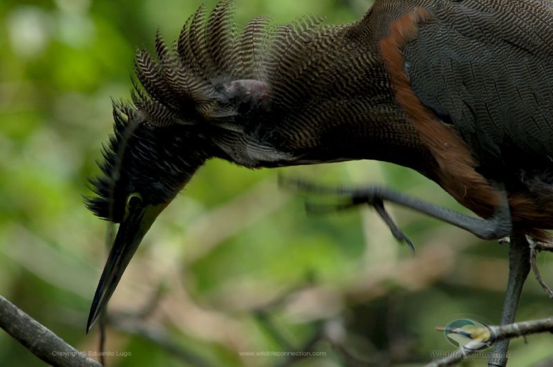 Tigrisoma mexicanum