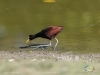 Jacana spinosa