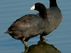 Fulica americana