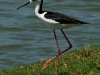 Himantopus mexicanus