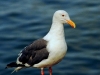 Larus occidentalis