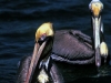 Pelecanus occidentalis