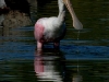 Platalea ajaja