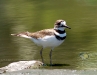 Charadrius vociferus