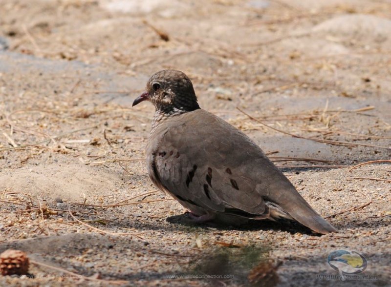 Columbina passerina