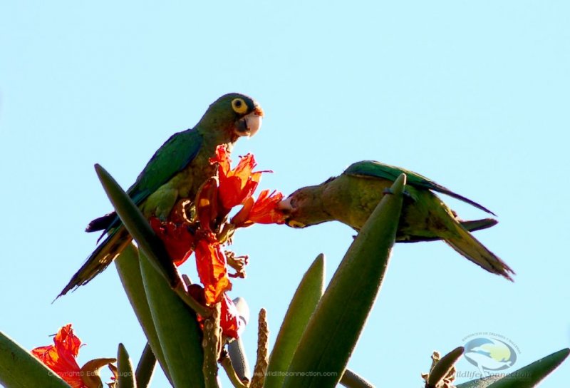 Aratinga canicularis