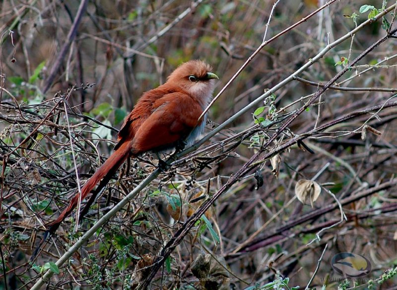 Piaya cayana