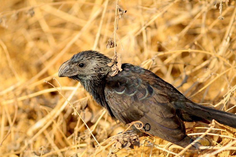 Crotophaga sulcirostris