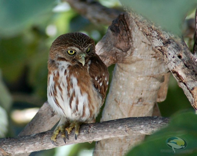 Glaucidium brasilianum