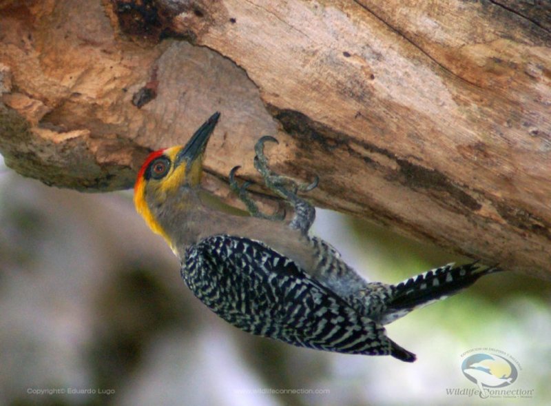 Melanerpes chrysogenys