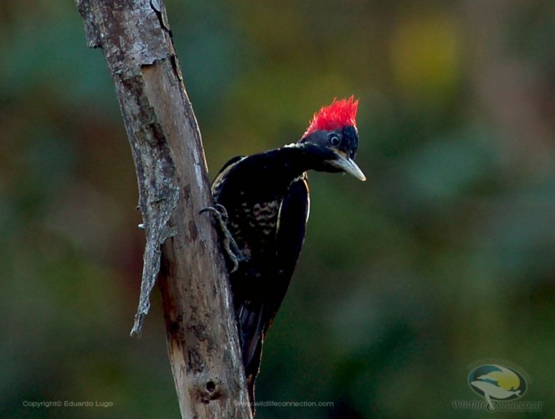 Dryocopus lineatus