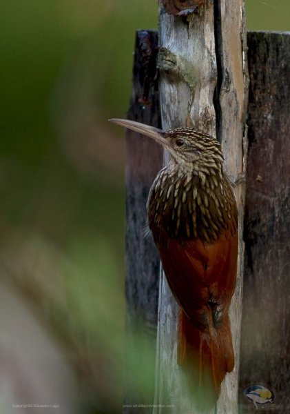 Xiphorhynchus flavigaster