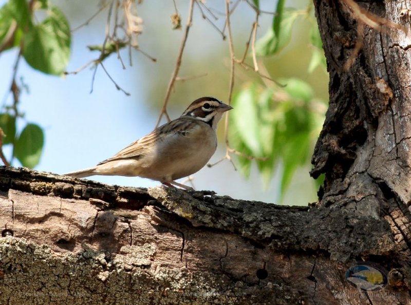 Chondestes grammacus