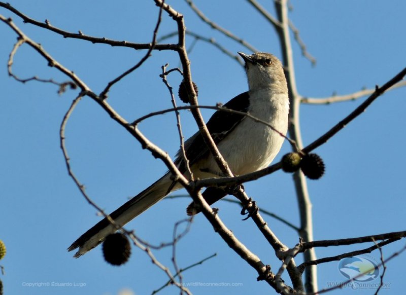 Mimus polyglottos