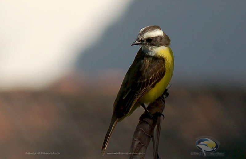 Myiozetetes similis