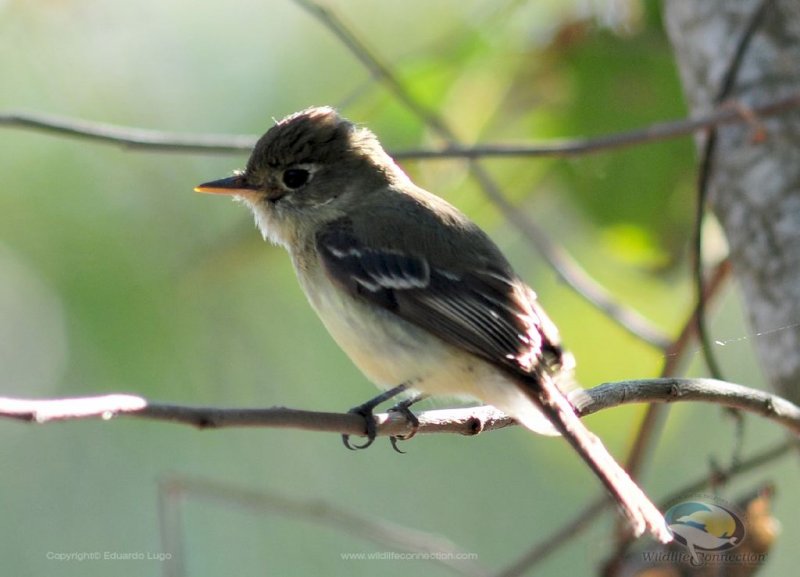 Empidonax minimus