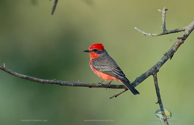 Pyrocephalus rubinus