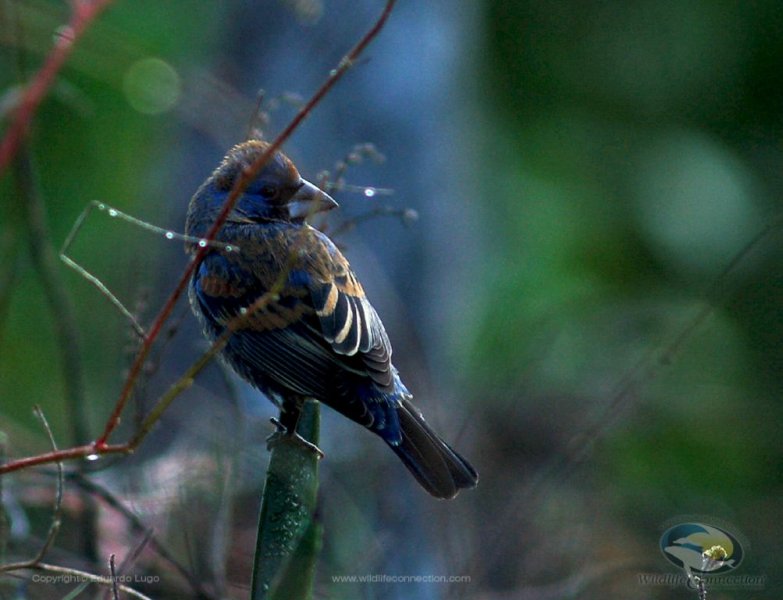 Guiraca caerulea