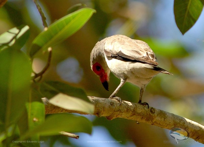 Tityra semifasciata