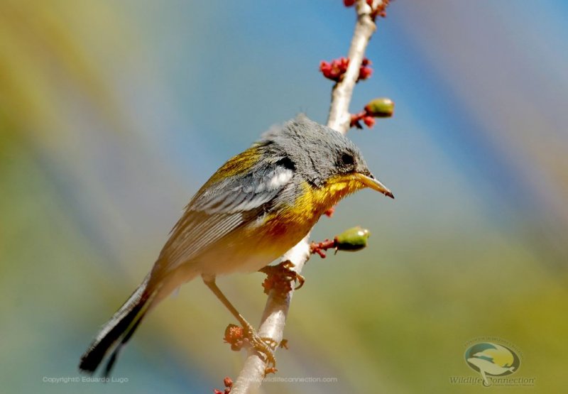 Parula pitiayumi