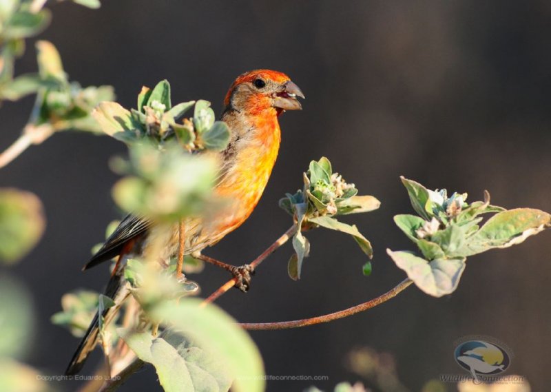 Carpodacus mexicanus