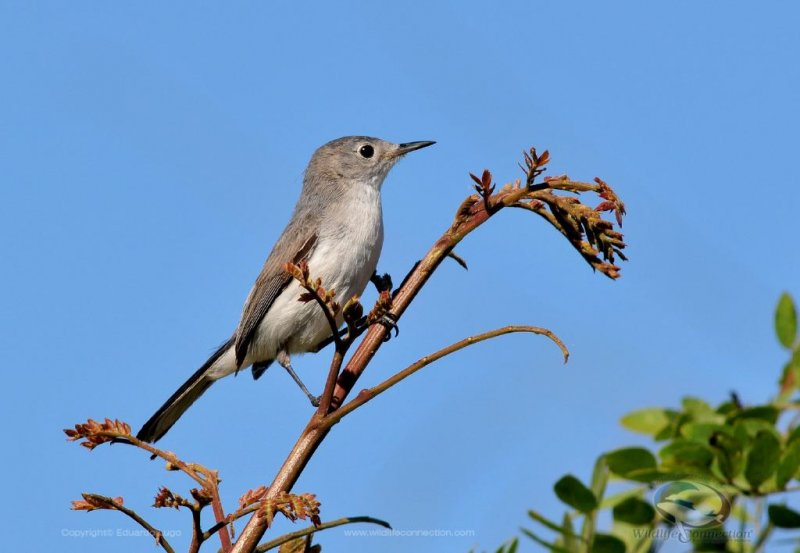 Polioptila caerulea