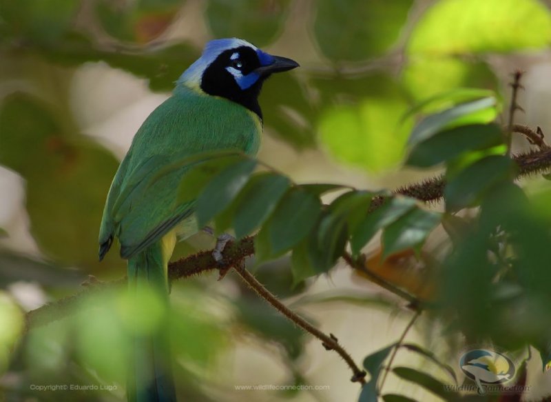 Cyanocorax yncas