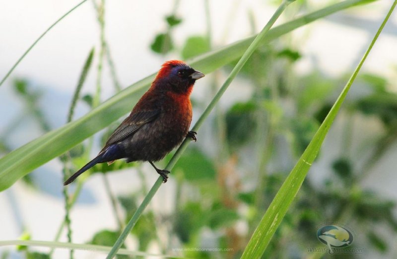 Passerina versicolor