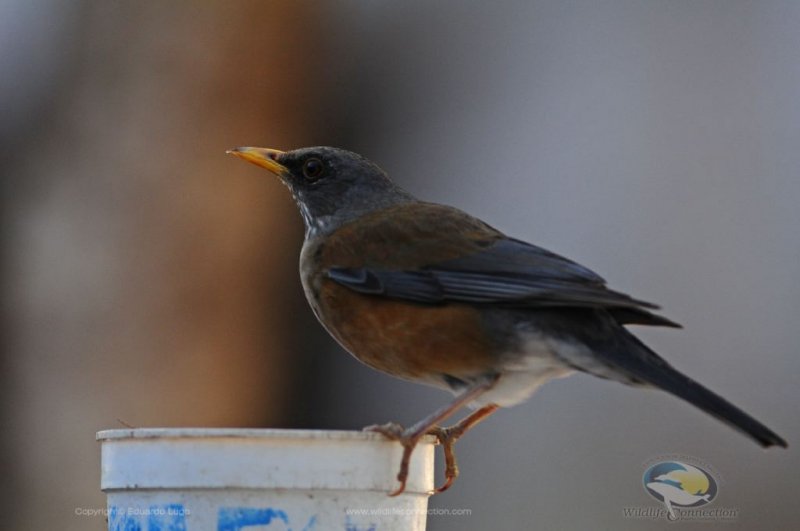 Turdus rufopalliatus