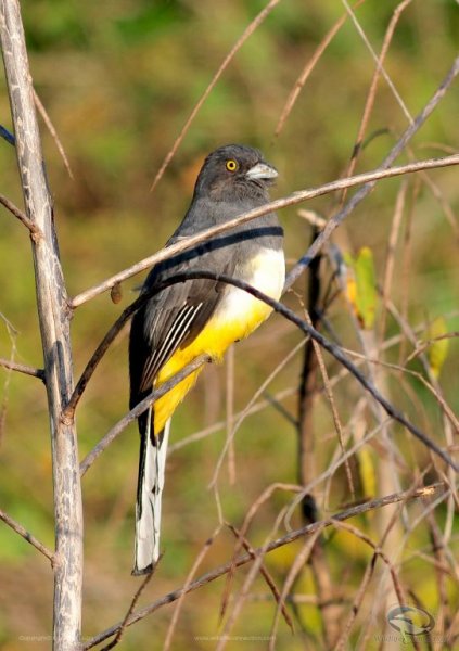 Trogon citreolus