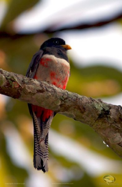 Trogon elegans